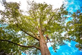Best Arborist Consultation Services  in Emah, OK