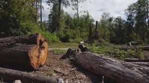 Best Seasonal Cleanup (Spring/Fall)  in Emah, OK