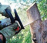 Best Tree Cabling and Bracing  in Emah, OK