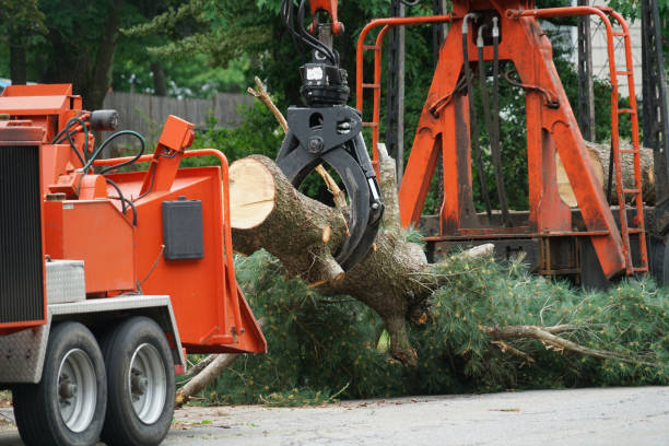 Best Storm Damage Tree Cleanup  in Emah, OK