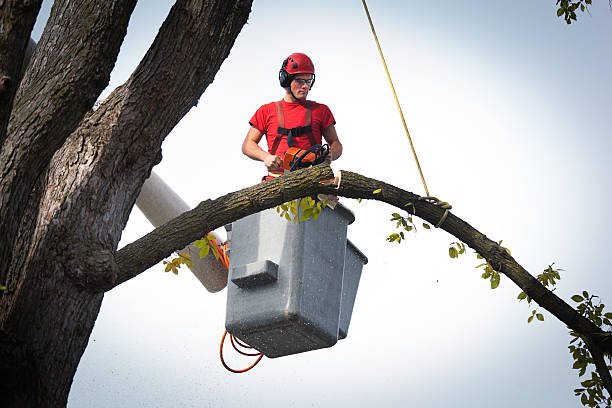 Best Tree Health Inspection  in Emah, OK